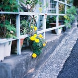 黄色い花