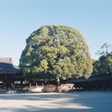 大きな木に会いに