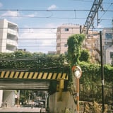 緑に覆われた高架下