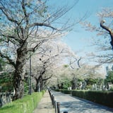青山霊園の桜