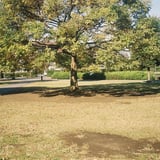 ファインダーを気にしすぎた初心者