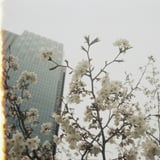 ミッドタウンと桜と一枚目