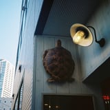 見上げたら...🐢
