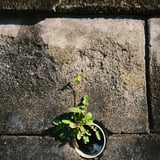 排水口からこんにちは