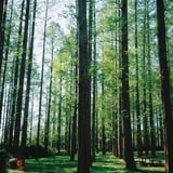 🌳