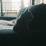 ソファに、ちょこんと
