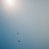 カモメと太陽