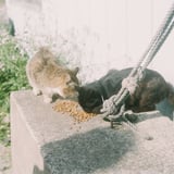 糸島の野良猫たち