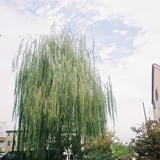 大きな柳の木🌲