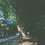 青山霊園を散歩