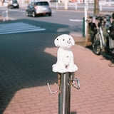 リードを繋ぐ犬