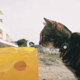 猫の日🐈