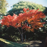 燃える紅葉❤️‍🔥