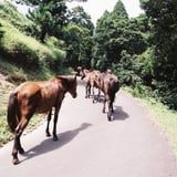🐴渋滞中