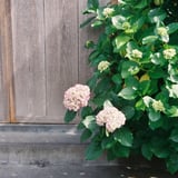 ピンクの紫陽花