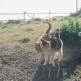 海で暮らす猫