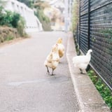仲良し散歩