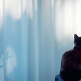 猫の日2025