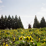 向日葵🌻