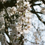 2026年の桜