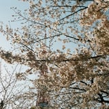 東京タワーと桜と