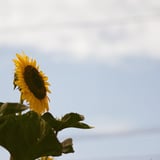 夏の終わりって寂しい