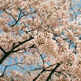 桜咲く