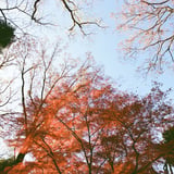 紅葉を見上げて