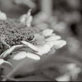 紫陽花をモノクロで