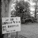 蜂がいる