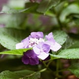 紫陽花の季節