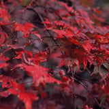 秋の朱