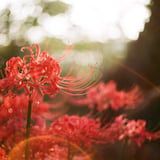 曼殊沙華