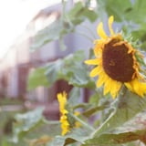 🌻向日葵🌻