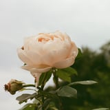 薔薇を見上げて