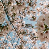 いつかの春