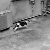 ネコちゃんを