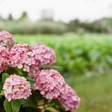 紫陽花が好き