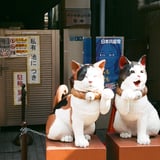 谷中のネコ
