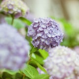 我が家の紫陽花