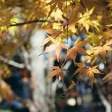 紅葉を