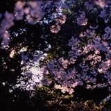 桜の思い出