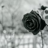薔薇を
