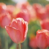 🌷