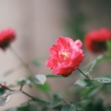 最初のフィルムカメラで撮った花