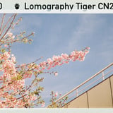 桜の思い出