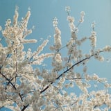 五月の桜