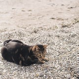 Tora