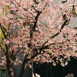 お花見