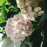 Hydrangea
